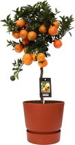 Fruitgewas van Botanicly – Citrus Mandarin in roodbruin ELHO plastic pot als set – Hoogte: 60 cm