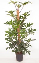 Kamerplant van Botanicly – Philodendron pedatum – Hoogte: 150 cm