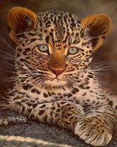 Dielay - Diamond Painting Pakket - Jonge Panter | Luipaard - 50x40 cm - Complete Set - Volledige Bedekking - Ronde Steentjes