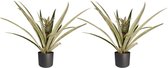 (2 stuks) Decorum Ananas Champaca - Ananasplant - Met Elho® Bloempot Antracite - 55cm