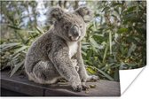 Poster Koala - Plank - Planten - Kinderen - Jongens - Meiden - 90x60 cm