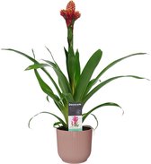 Bloem van Botanicly – Guzmania in roze ELHO plastic pot als set – Hoogte: 60 cm – Guzmania Mixxta