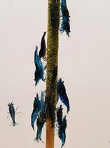 Shrimp barn - Shrimplollies (garnalen lolly) - Moringa - Garnalen voer - Aquarium - 10 stuks