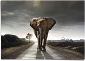 XXL Poster Wandelende olifant