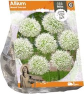 Plantenwinkel Allium Neopolitanum bloembollen per 5 stuks