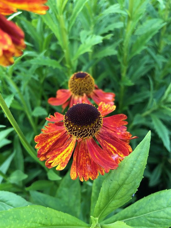 6 x Helenium 'Baudirektor Linne' - Zonnekruid - P9 Pot (9 x 9cm) - Dima Vaste Planten