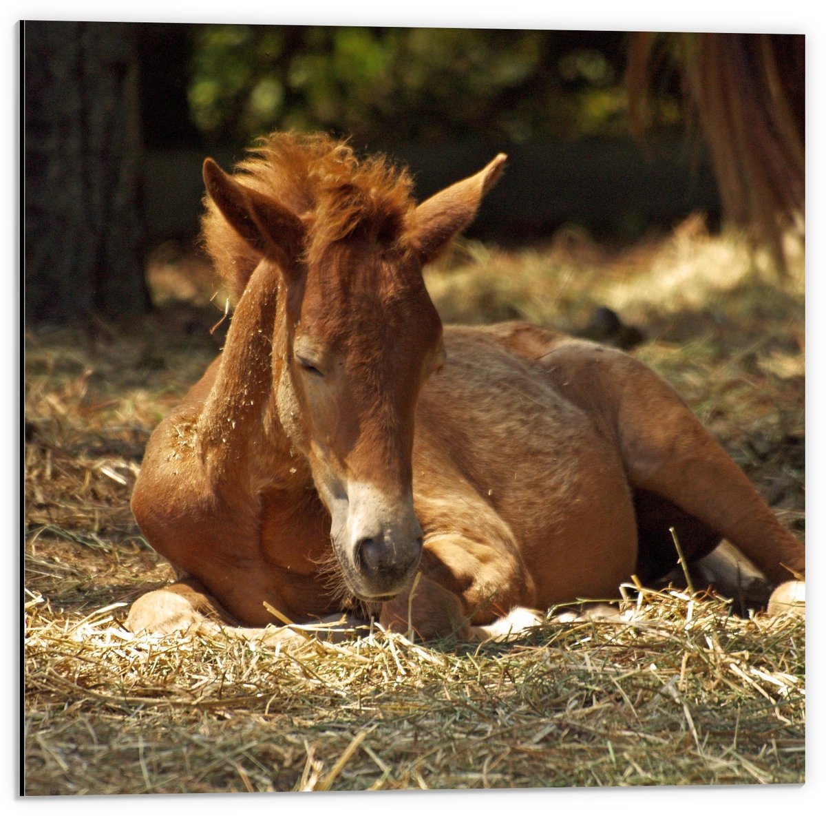 KuijsFotoprint Dibond - Liggend Bruin Paard - 50x50cm Foto op Aluminium (Met Ophangsysteem)