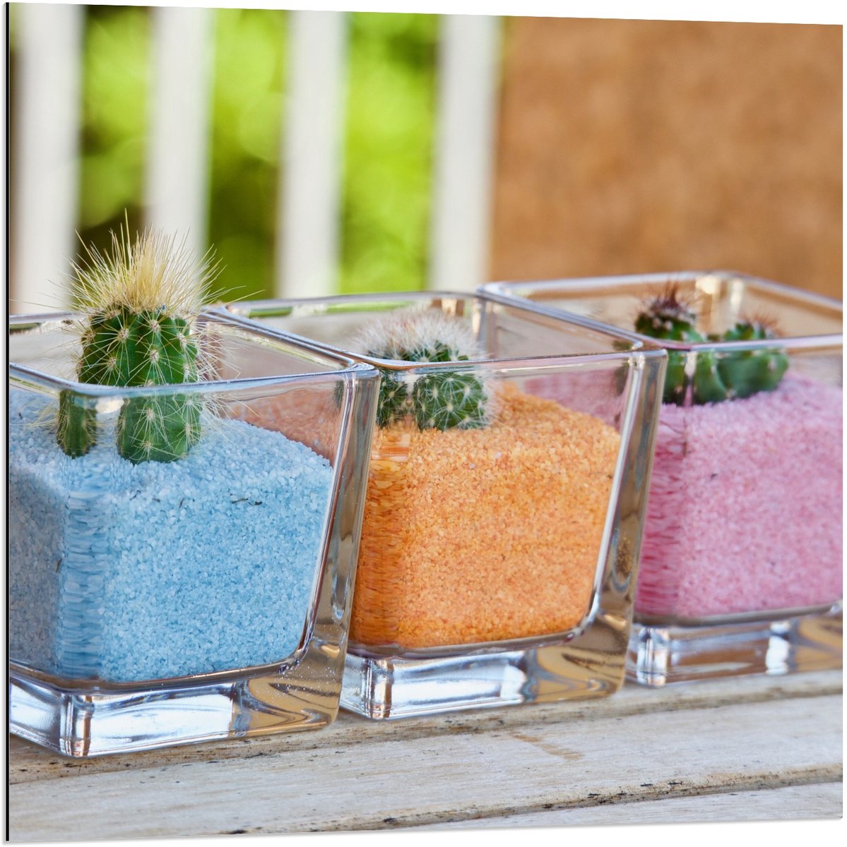 KuijsFotoprint Dibond - Potjes met Gekleurd Zand en Cactussen - 80x80cm Foto op Aluminium (Wanddecoratie van metaal) Blauw