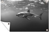 Tuindecoratie Grote witte haai - zwart wit - 60x40 cm - Tuinposter - Tuindoek - Buitenposter