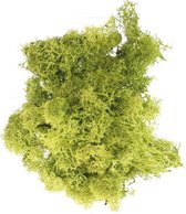 4955-01037 IJslandmoss lichtgroen 50gram