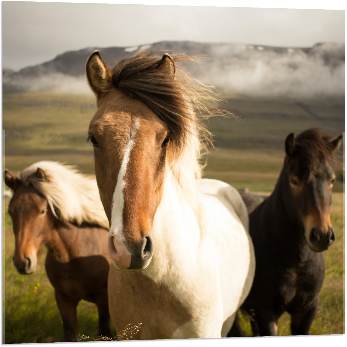 KuijsFotoprint Acrylglas - Paarden in een Wei - 80x80cm Foto op Acrylglas (Met Ophangsysteem) Groen