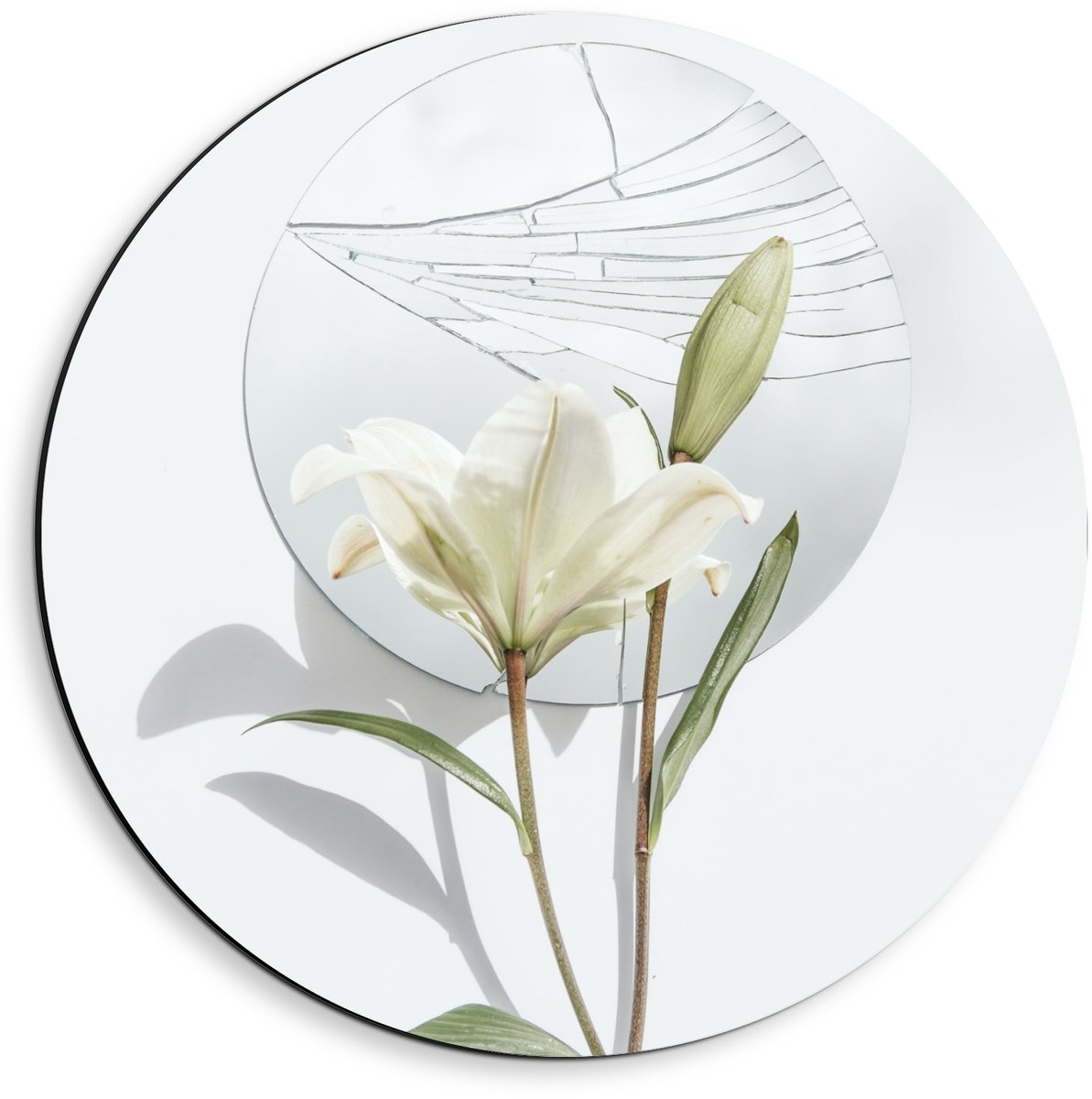 KuijsFotoprint Dibond Wandcirkel - Schildering van Bloem op Witte Achtergrond met Rondje - 40x40cm Foto op Aluminium Wandcirkel (met ophangsysteem) Groen