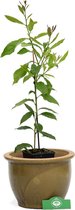 Citrus auratifolia ' Limoen' 2 liter pot (12 bij 20 cm) Citroen potgedrukt 60 cm inclusief pot voor tuin terras of balkon.