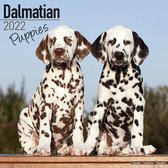 Dalmatier Puppies - Dalmatiner Welpen 2022 - 16-Monatskalender
