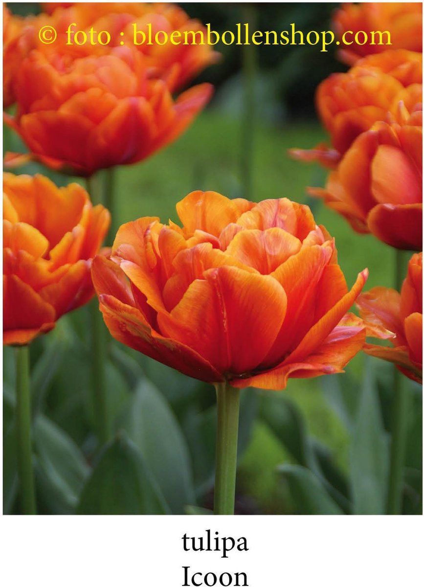 tulp Icoon 25 bollen maat 12/+ tulpen bloembollen- dubbelbloemig