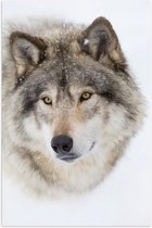 Poster – Kop van Wolf met Gele Ogen - 60x90cm Foto op Posterpapier
