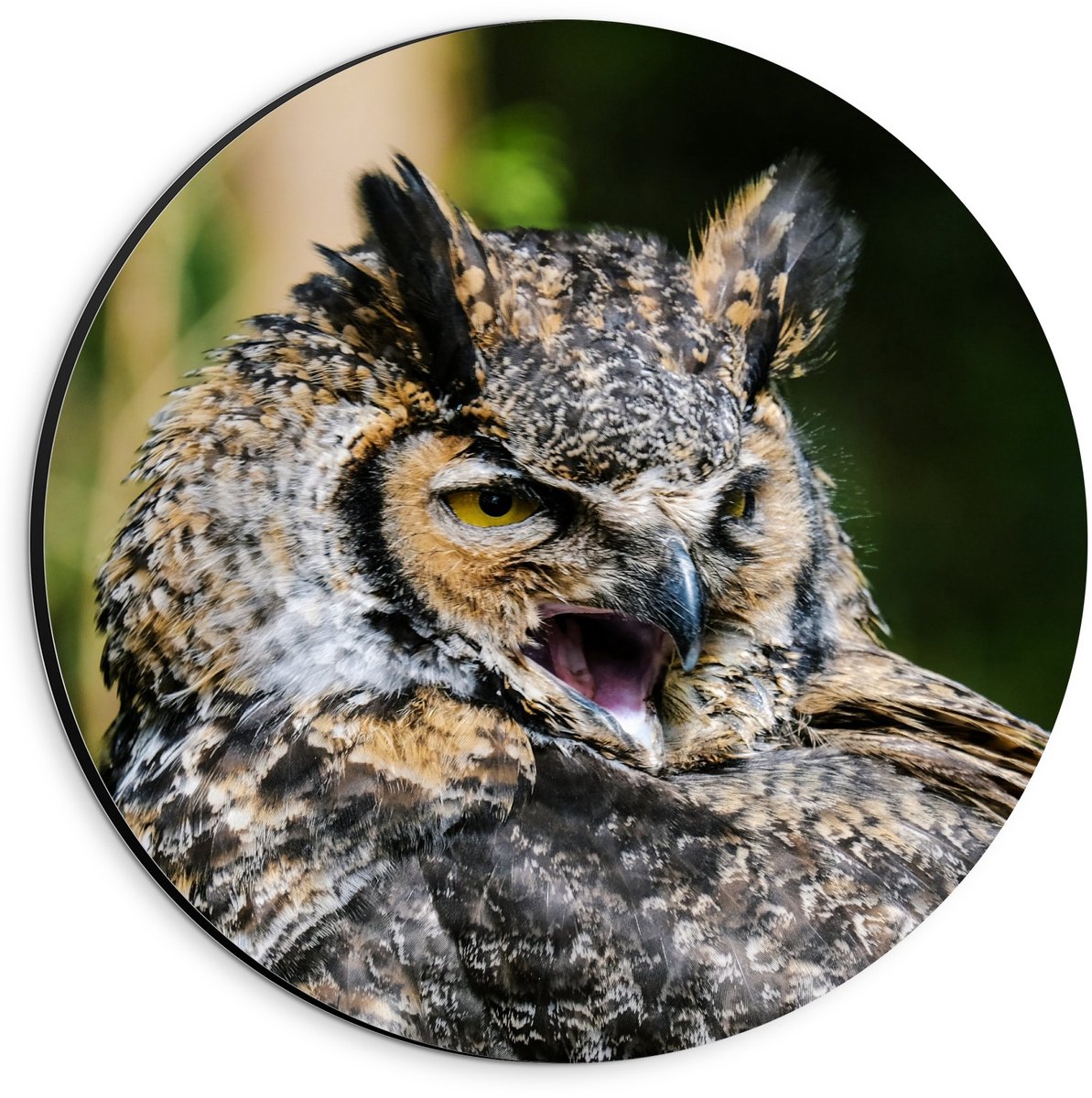 KuijsFotoprint Dibond Wandcirkel - Hoofd van Uil met Groene Achtergrond - 20x20cm Foto op Aluminium Wandcirkel (met ophangsysteem)