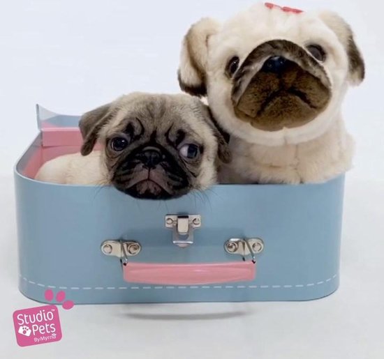 barsten bevel Creatie Studio Pets | Snuggle - Mopshond | Pluche knuffel hond | Pluche 23 cm |  accessoire | bol.com