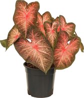 XL Caladium Berries & Burgundy zonder pot ↕70cm - Kamerplant