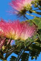 AMITIS - Bomen - Planten - Jonge Perzische Slaapboom - Albizia julibrissin 'Ombrella' - 60-80cm