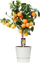 Kamerplant van Botanicly – Citrus Red Lime in witte ELHO plastic pot als set – Hoogte: 80 cm