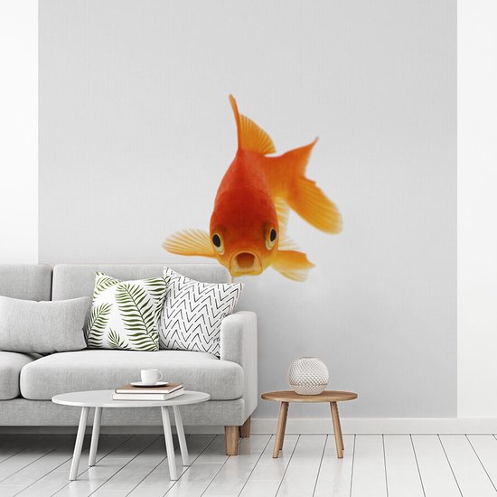 Papier peint Papier peint photo en vinyle - Poisson rouge devant un fond blanc largeur 240 cm x hauteur 240 cm - Tirage photo sur papier peint (disponible en 7 tailles)