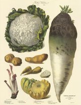Vintage groenteposter - Vilmorin-Andrieux & Cie. - 1858