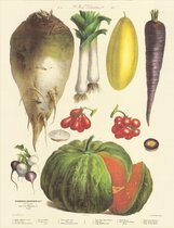 Vintage groenteposter - Vilmorin-Andrieux & Cie. - 1857