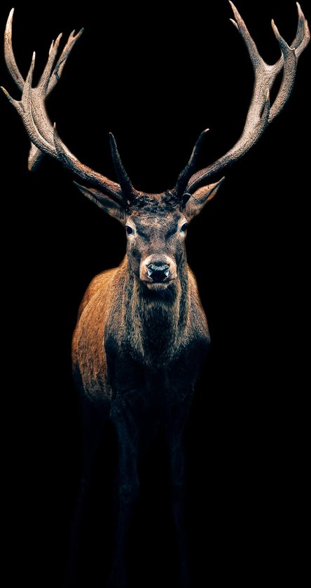 Cerf sur aluminium - Wandeko | Debout 50x70cm | Décoration murale | Dibond