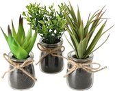 3 Vetplantjes in glazen potjes