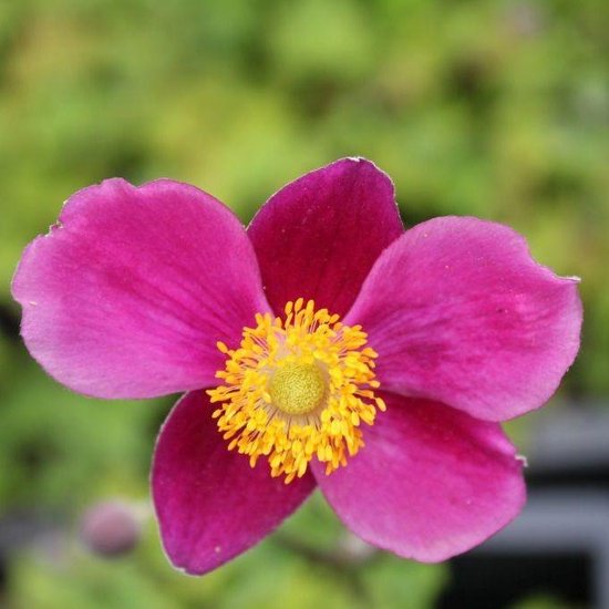 Foto: 6x anemone hupehensis splendens herfstanemoon pot 9x9 cm