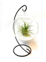 Glazen bol medium met Tillandsia Luchtplantje [Trendy - Leuk Cadeau - Kantoor Kamer Plant]