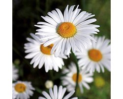 Margriet zaden - May Queen