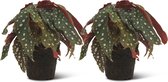 We Love Plants - Begonia Maculata - 2 stuks - Stippenbegonia