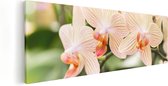 Artaza Canvas Schilderij Gestreepte Witte Orchidee Bloemen - 120x40 - Groot - Foto Op Canvas - Canvas Print