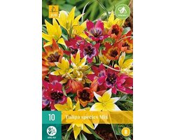 X 10 Tulipa Species mix