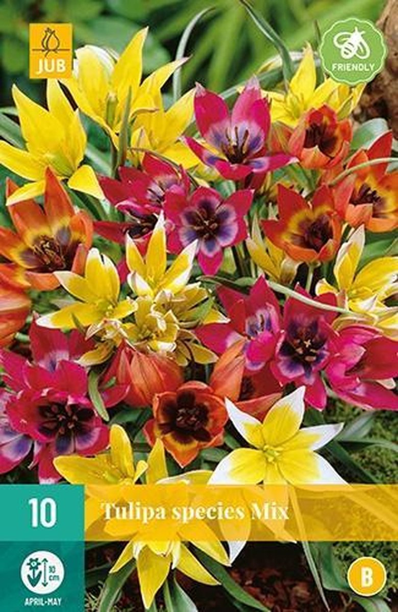 X 10 Tulipa Species mix