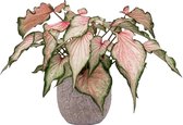 XL Caladium Pearl Blush met pot Evi Vintage Pink ↕60cm - Kamerplant