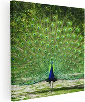 Artaza Peinture sur toile Paon avec de grandes Ressorts colorées – 40 x 40 – Klein – Photo sur toile – Impression sur toile