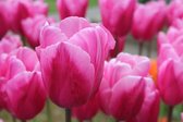 Tulipa 'Jumbo Pink' / 50 tulpen - bloembollen / donker naar licht roze bloembol-tulp-tuin