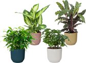 4x supermooie kamerplanten in design potten – staan mooi in ieders huis – Calathea, koffieplant, dieffenbachia, ficus van blad Ø 14 cm – Hoogte 40 cm (waarvan +/- 25 cm plant en 15 cm pot)