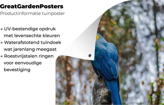 Tuinposter 60x90 cm - Tuindecoratie Vogel - Papegaai - Blauw - Poster voor in de tuin - Buiten decoratie - Schutting tuinschilderij - Tuindoek muurdecoratie - Wanddecoratie balkondoek
