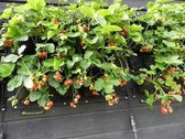 Eetbare wand met 20 aardbeien