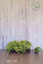 18 stuks | Jeneverbes 'Golden Carpet' P9 tray - Groeit breed uit - Langzame groeier - Wintergroen