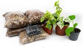 DIY Gesloten terrarium kit  Met planten en instructies