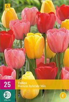 Jub Holland - bloembollen - Tulpen Darwin Hybride mix - maat 11/12 - 25 stuks
