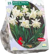 Plantenwinkel Narcissus Mini Thalia bloembollen per 25 stuks
