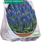 Plantenwinkel Muscari Armeniacum bloembollen per 100 stuks