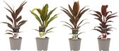 Cordyline pakket 4 stuks - 40cm