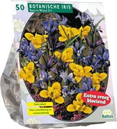 Plantenwinkel Iris Reticulata Mix bloembollen per 50 stuks